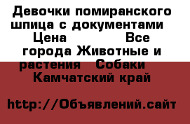 Девочки помиранского шпица с документами › Цена ­ 23 000 - Все города Животные и растения » Собаки   . Камчатский край